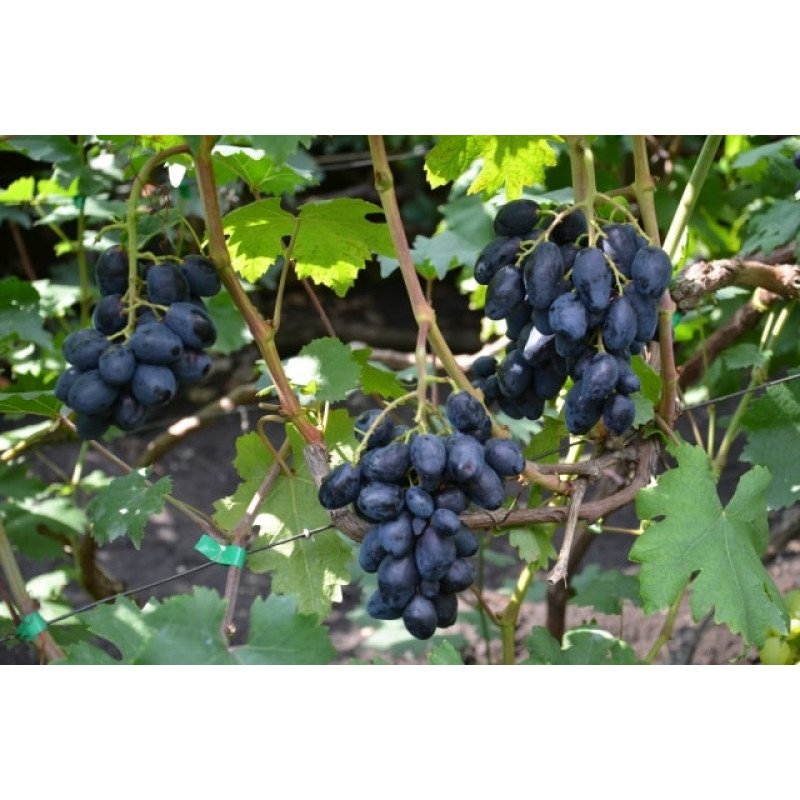 Саджанець винограду «Ромбік» – ранньо-середній сорт