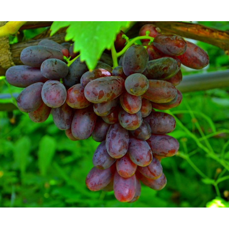 Саджанець винограду «Ізюмінка» – середній сорт