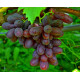 Саджанець винограду «Ізюмінка» – середній сорт