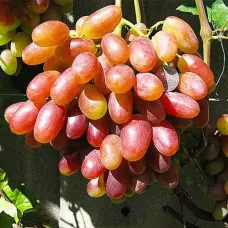 Саджанець винограду «Юліан» – середньоранній сорт