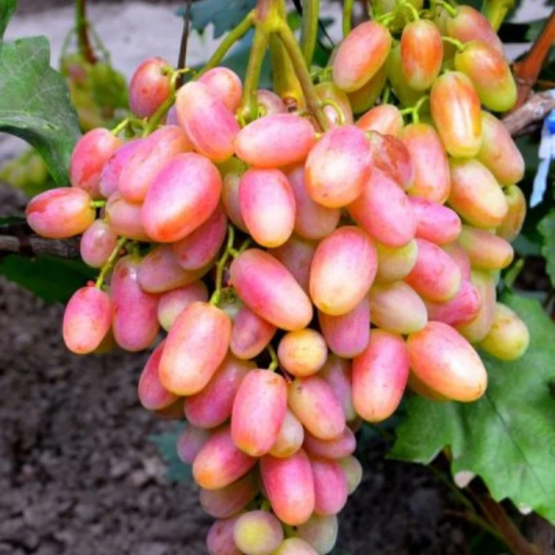 Саджанець винограду «Юліан» – середньоранній сорт