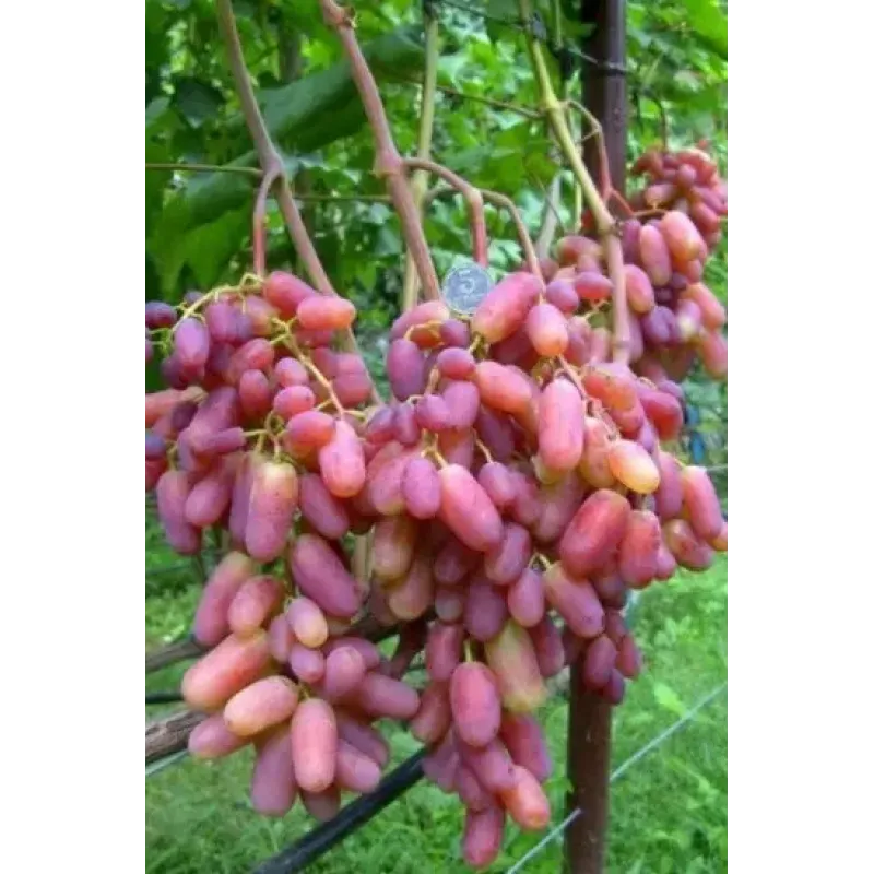 Саджанець винограду «Юліан» – середньоранній сорт