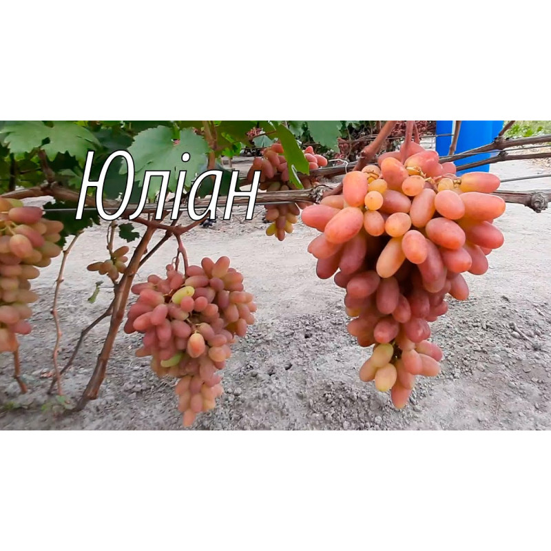 Саджанець винограду «Юліан» – середньоранній сорт