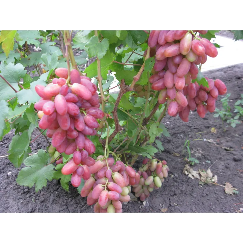 Саджанець винограду «Юліан» – середньоранній сорт