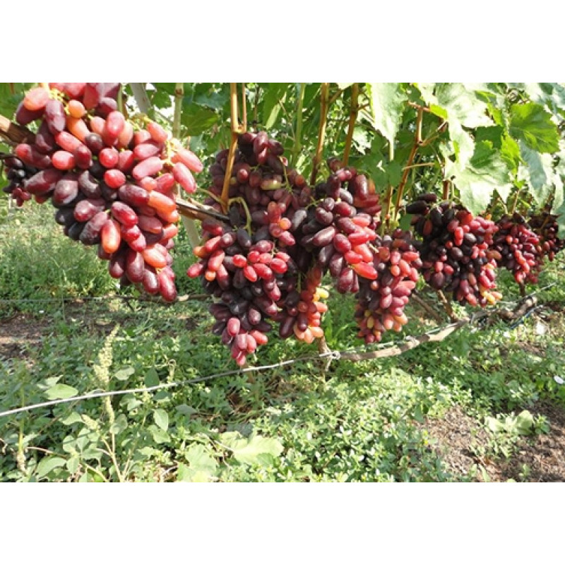 Саджанець винограду «Ізюмінка» – середній сорт