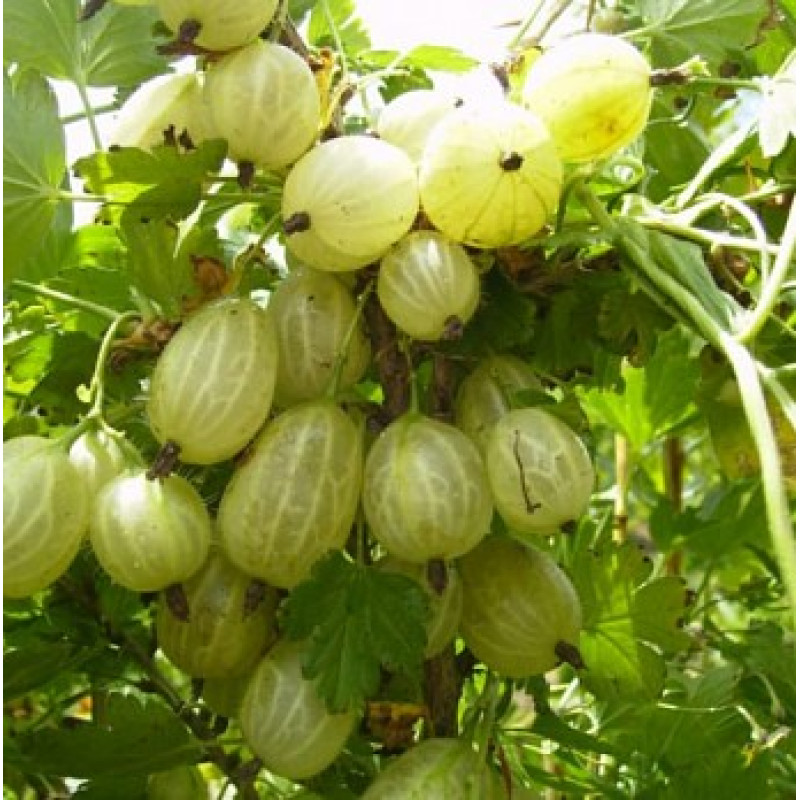 Саджанець агрусу «Інвікта» – високоврожайний сорт