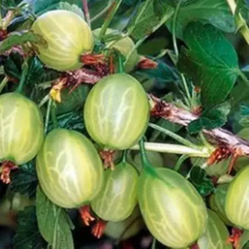 Саджанець агрусу «Інвікта» – високоврожайний сорт