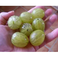 Саджанець агрусу «Інвікта» – високоврожайний сорт