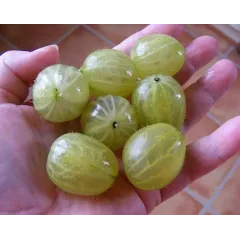 Саджанець агрусу «Інвікта» – високоврожайний сорт