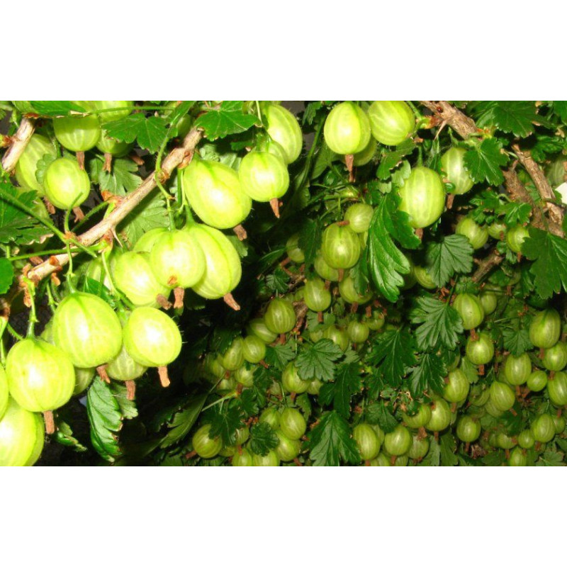 Саджанець агрусу «Інвікта» – високоврожайний сорт