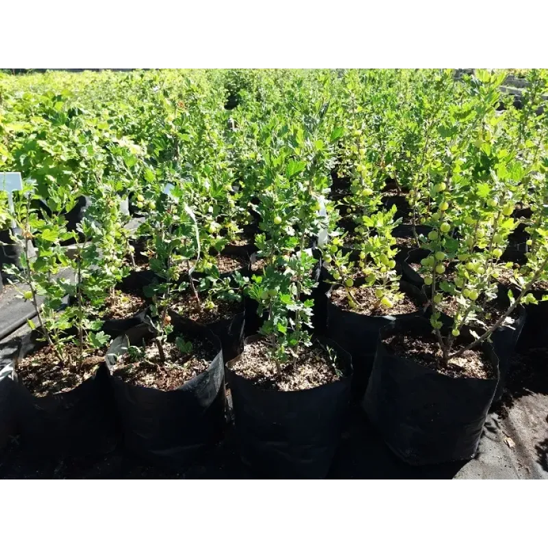 Саджанець агрусу «Інвікта» – високоврожайний сорт