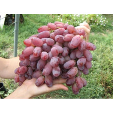 Саджанець винограду «Віктор» – ранньо-середній сорт