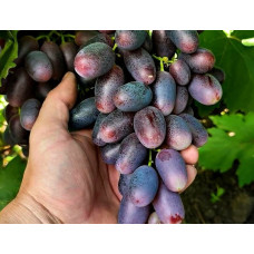 Саджанець винограду «Рембо» – середньо-ранній сорт