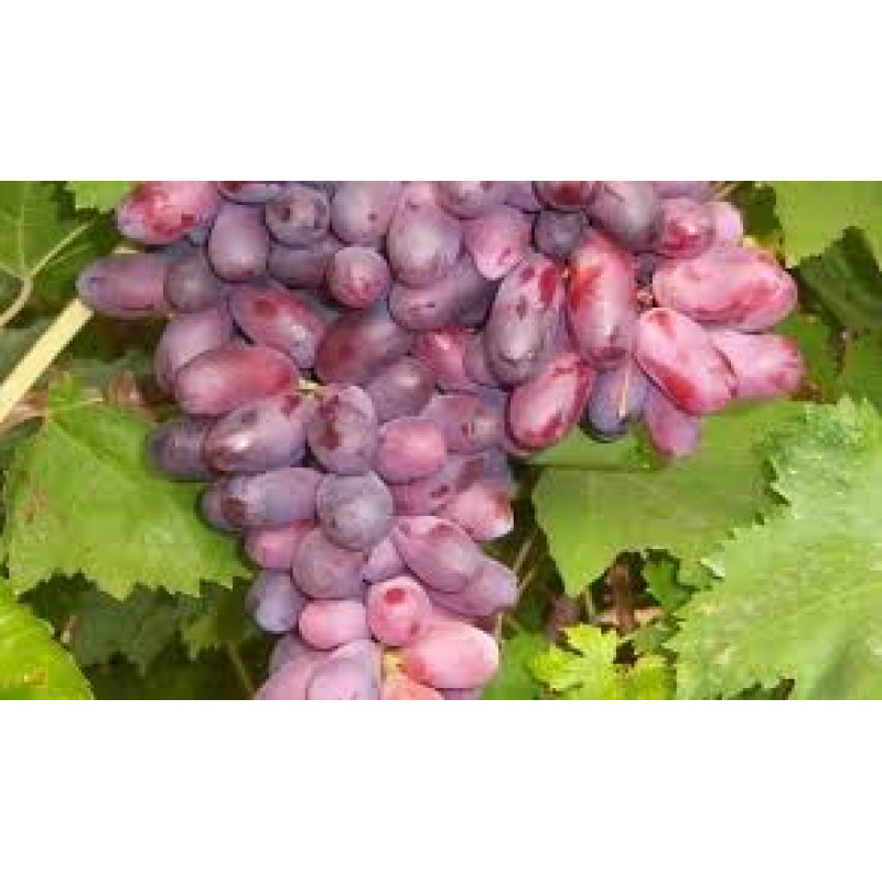 Саджанець винограду «Ізюмінка» – середній сорт