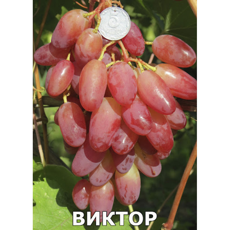 Саджанець винограду «Віктор» – ранньо-середній сорт