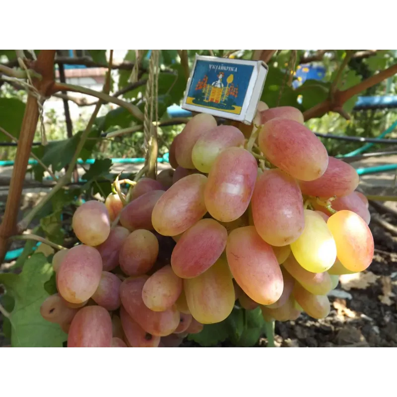 Саджанець винограду «Віктор» – ранньо-середній сорт