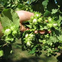 Саджанець фундука «Барселонський» (2-річний відводок) 