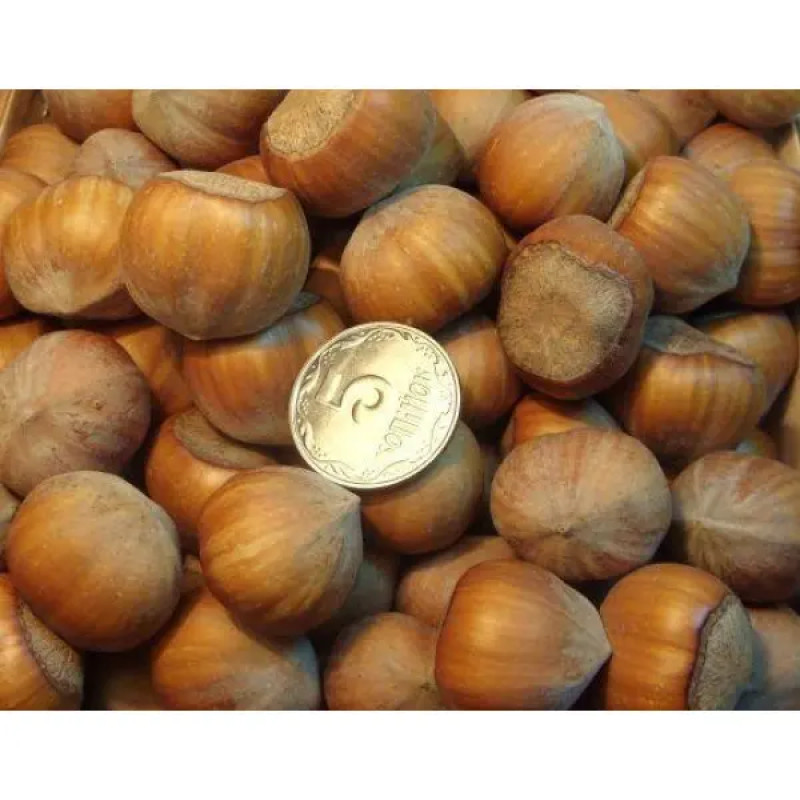 Саджанець фундука «Каталонський» (1-річний відводок) 