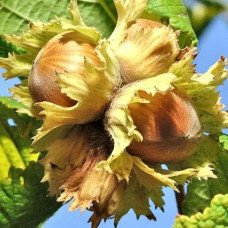 Саджанець фундука «Каталонський» (1-річний відводок) 