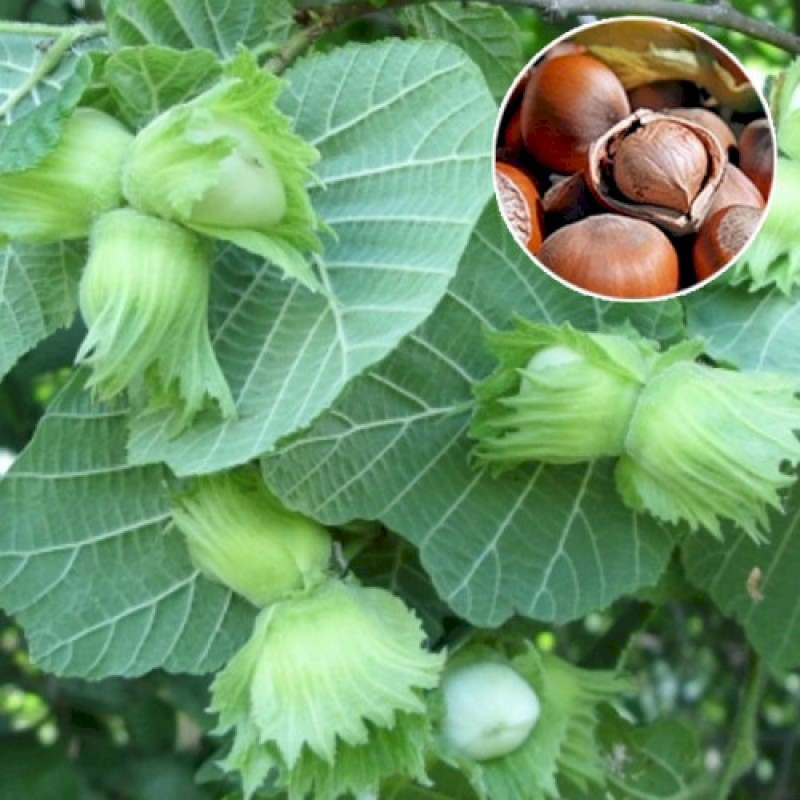 Саджанець фундука «Каталонський» (1-річний відводок) 