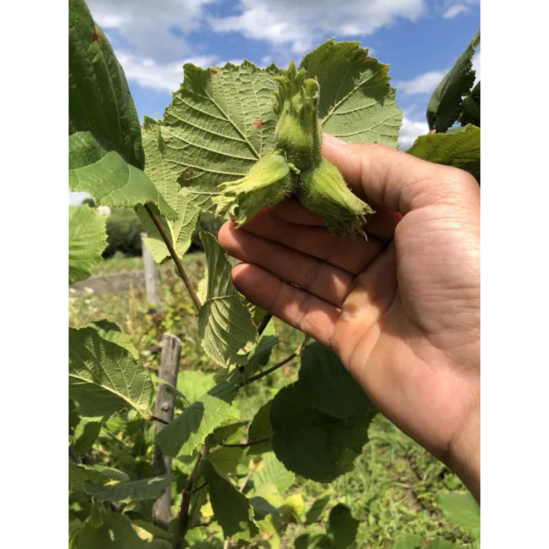 Саджанець фундука «Барселонський» (1-річний відводок) 