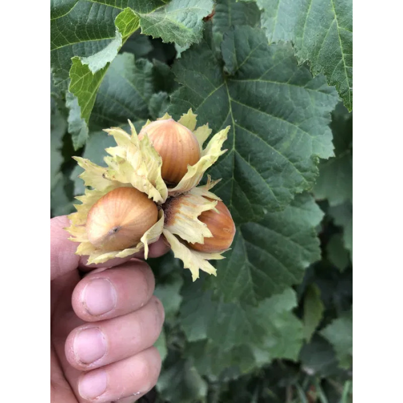 Саджанець фундука «Барселонський» (1-річний відводок) 