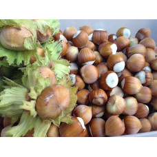 Саджанець фундука «Каталонський» (2-річний відводок) 