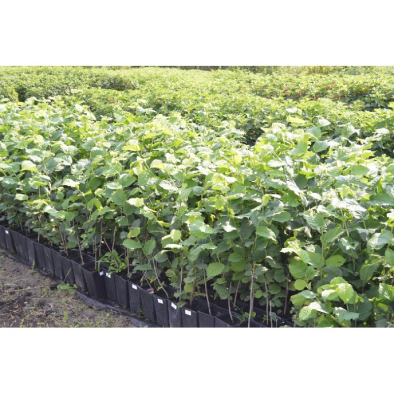 Саджанець фундука «Барселонський» (1-річний відводок) 