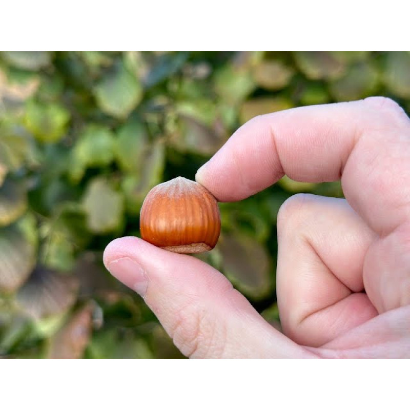 Саджанець фундука «Каталонський» (2-річний відводок) 