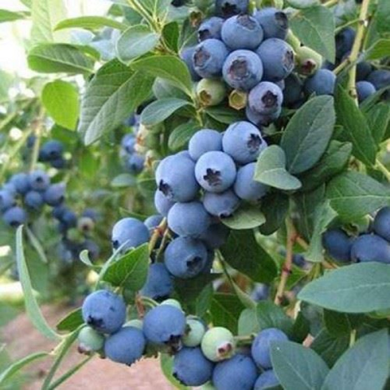 Саджанець лохини «Дюк» (2 рік)