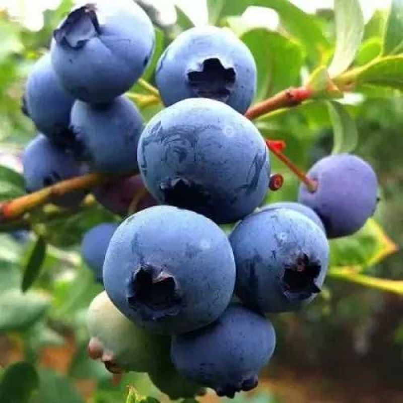 Саджанець лохини «Дюк» (2 рік)