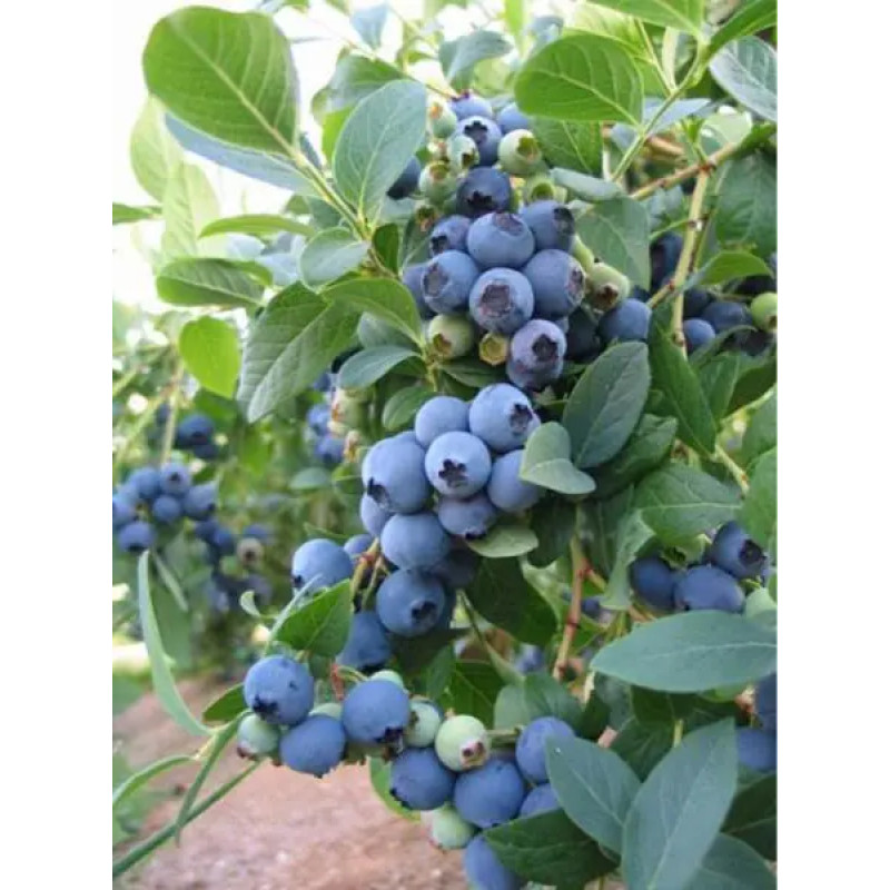 Саджанець лохини «Блюкроп» (2 рік)