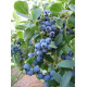 Саджанець лохини «Блюкроп» (2 рік)