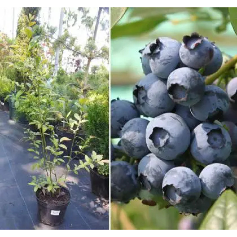 Саджанець лохини «Дюк» (3 рік)