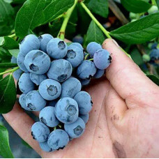 Саджанець лохини «Патріот» (1 рік) 