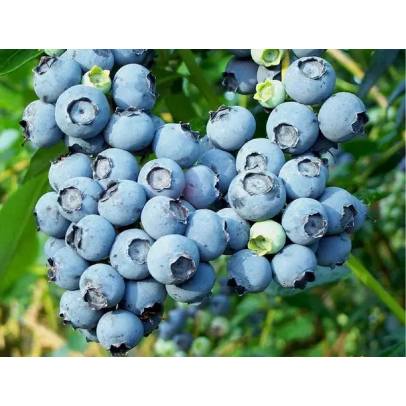 Саджанець лохини «Патріот» (2 рік) 