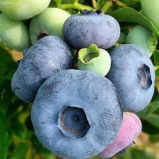 Саджанець лохини «Патріот» (2 рік) 