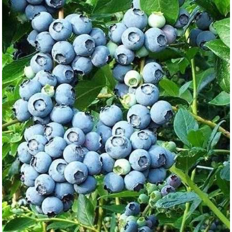 Саджанець лохини «Блюкроп» (1 рік)