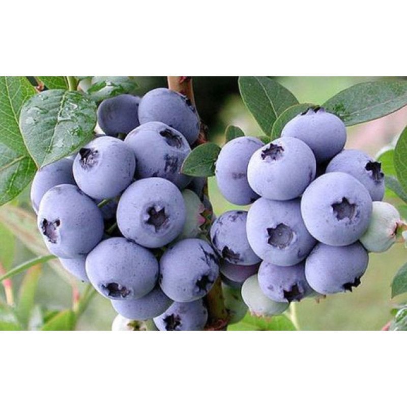 Саджанець лохини «Патріот» (3 рік) 