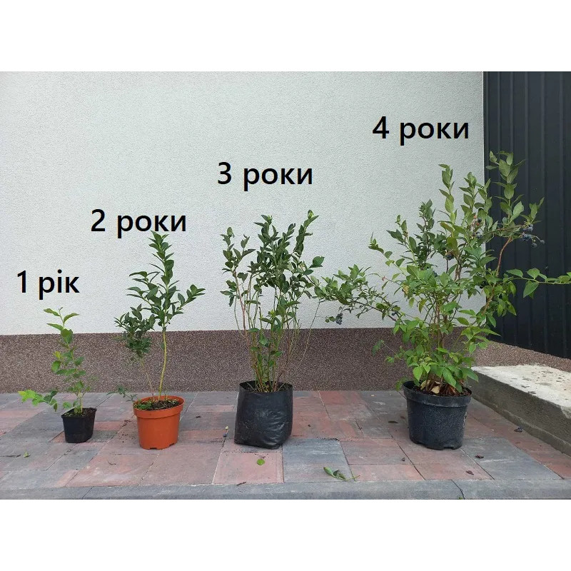 Саджанець лохини «Блюкроп» (2 рік)