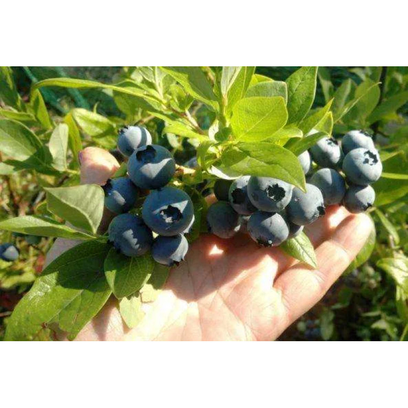 Саджанець лохини «Дюк» (1 рік)