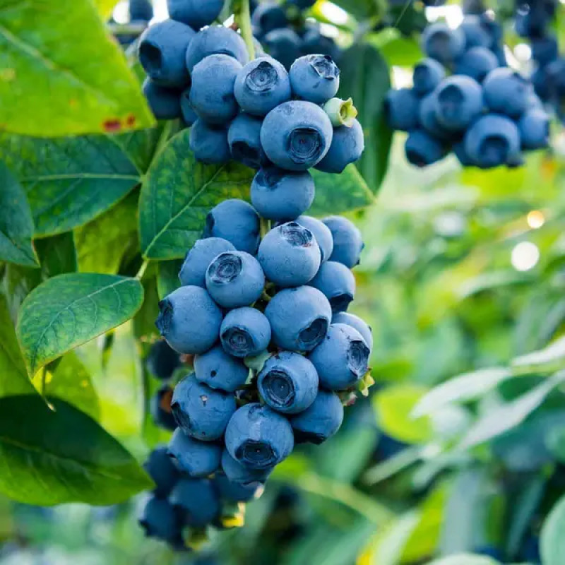 Саджанець лохини «Патріот» (1 рік) 