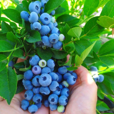 Саджанець лохини «Блюкроп» (3 рік)