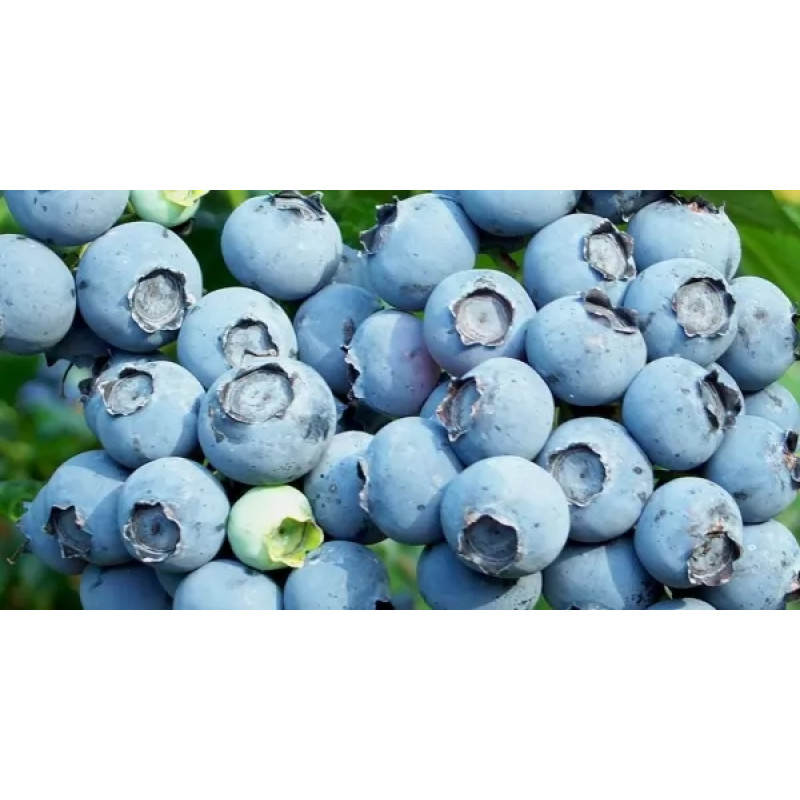 Саджанець лохини «Блюкроп» (2 рік)