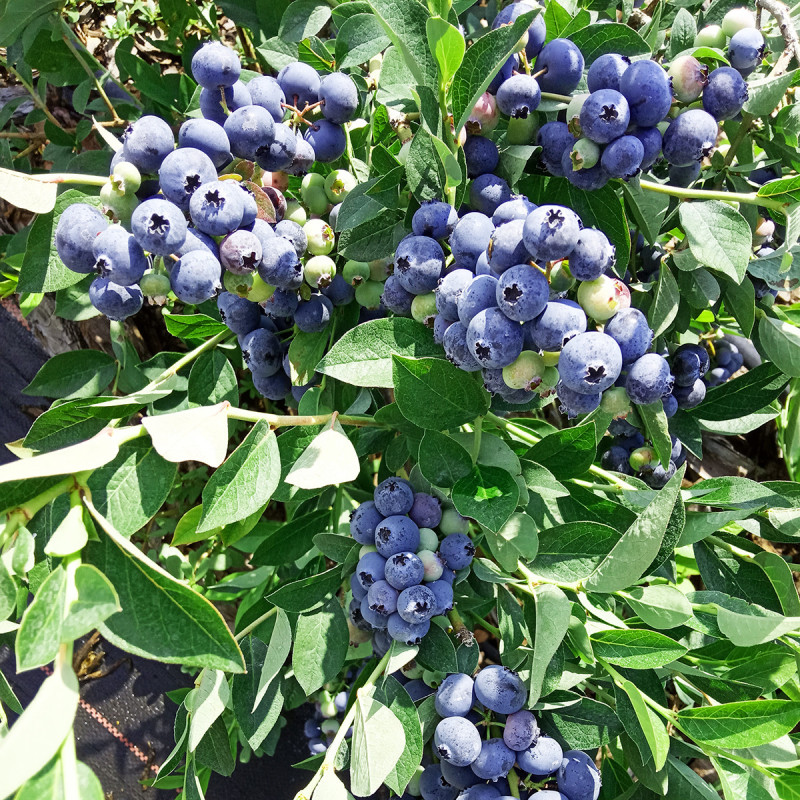 Саджанець лохини «Блюкроп» (3 рік)