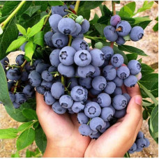 Саджанець лохини «Дюк» (1 рік)