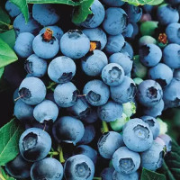 Саджанець лохини «Патріот» (3 рік) 