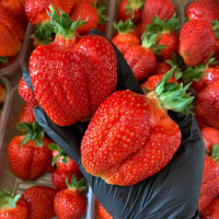 Середньо-ранній сорт полуниці  Азія 10 саджанців