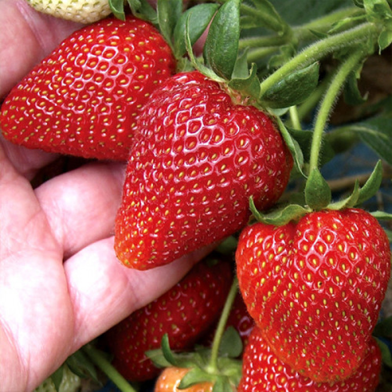 Ранньостиглий сорт полуниці  Румба 10 саджанців