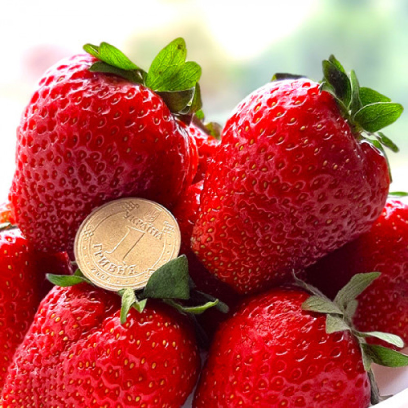 Середньо-ранній сорт полуниці  Азія 10 саджанців